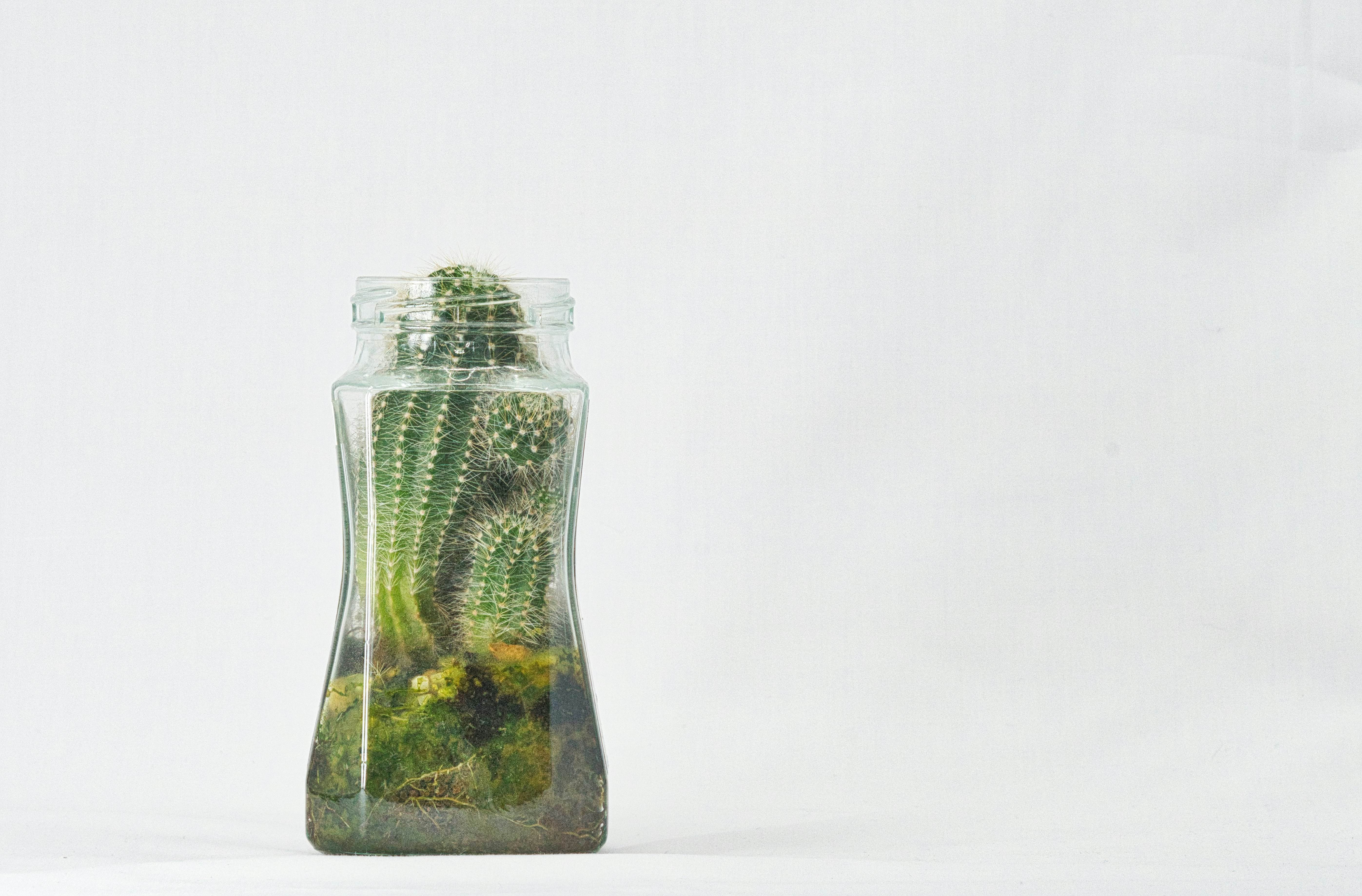 Cactus in a bottle, representing a contained social experiment
